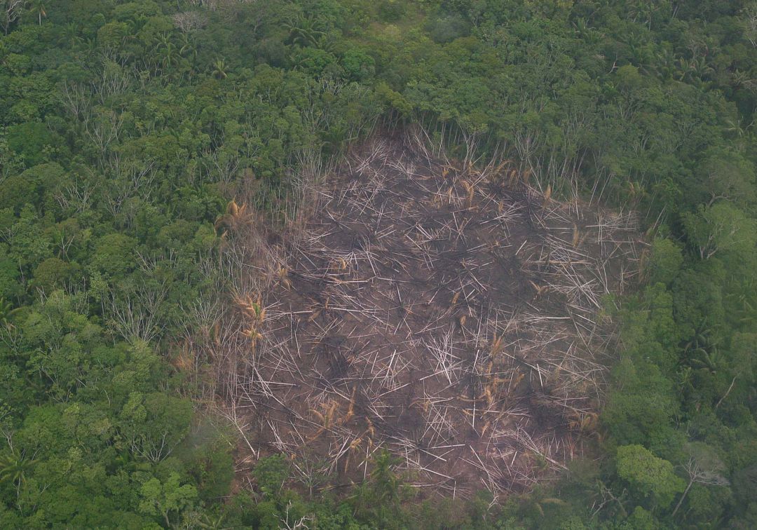 Alerta ambiental: Más del 50% del parque Tinugua estaría deforestada