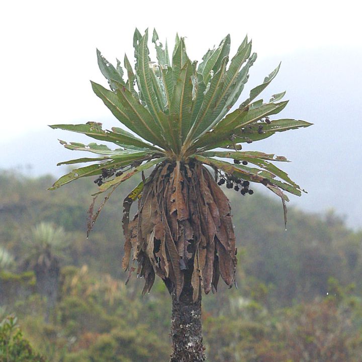 Datos curiosos del frailejón, a propósito del boom de 'Ernesto Pérez'