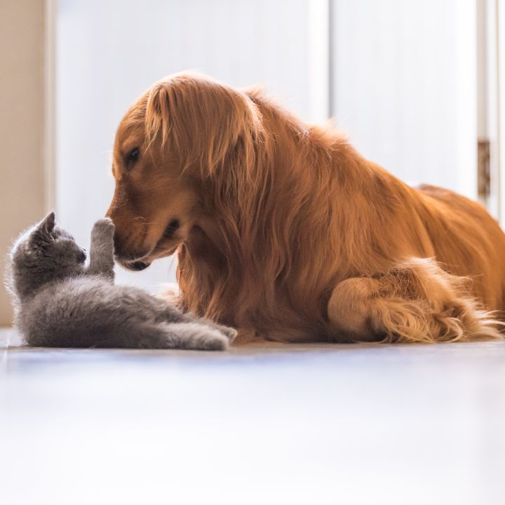 Conozca la personalidad de su mascota según el horóscopo de animales