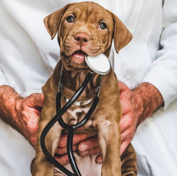 Colombiano se vuelve viral en Argentina: se graduó y celebró con su perro