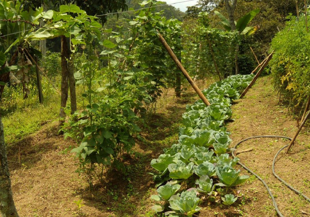 Agroturismo entre especies nativas, una opción en Cundinamarca
