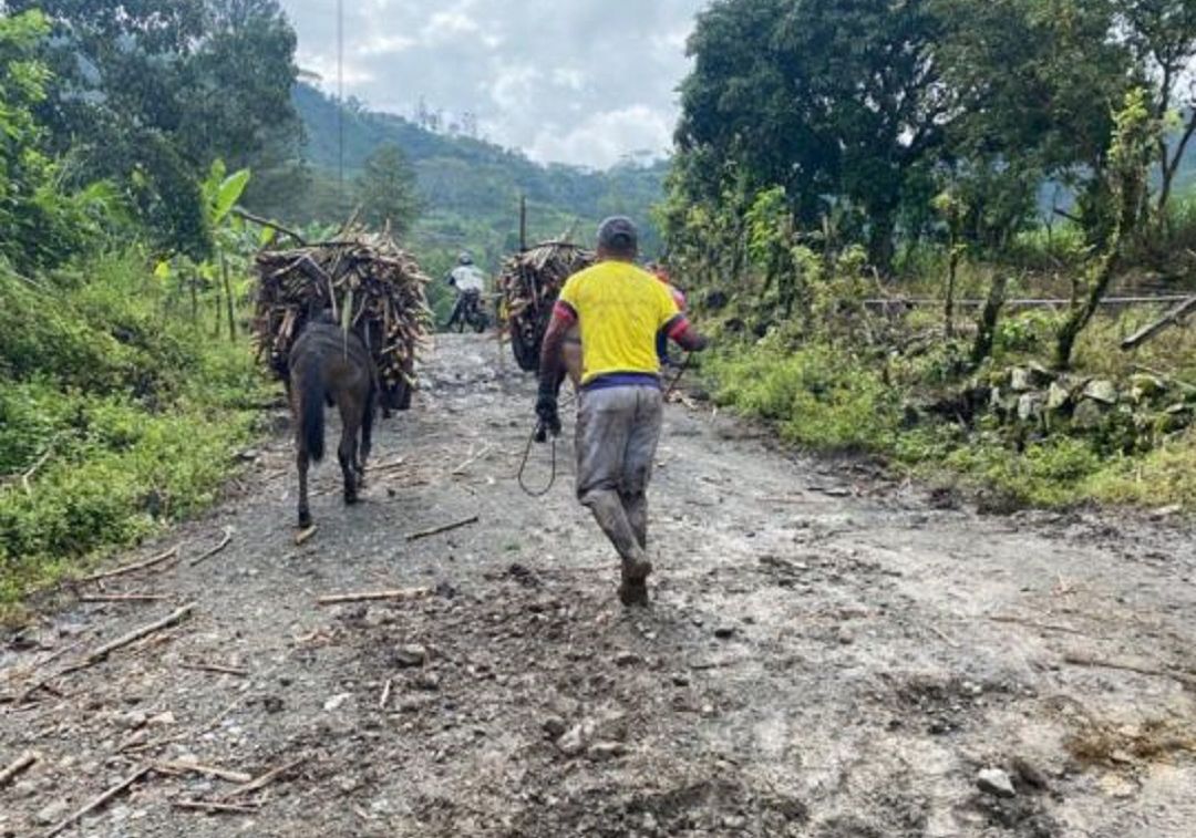 Enormes pérdidas de cosechas por fuertes lluvias reportan en Nariño