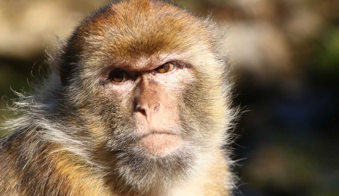 Viruela del mono: Alerta en España por posible llegada de la viruela del  mono: ¿De qué trata? | Internacional | Caracol Radio