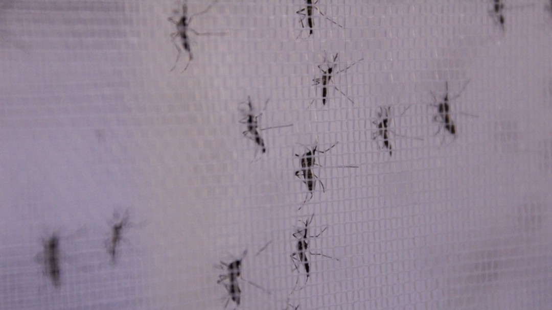 Bello-Antioquia, primer municipio de América Latina en controlar el dengue