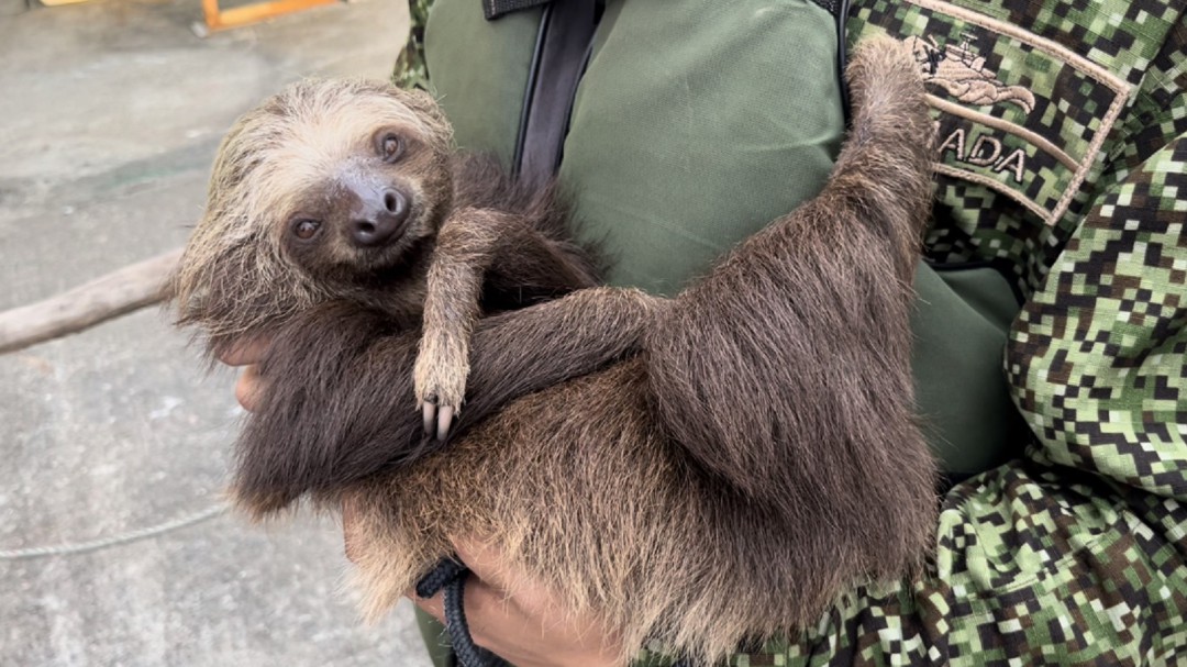 Fueron rescatados tres perezosos que iban a ser convertidos en alimento
