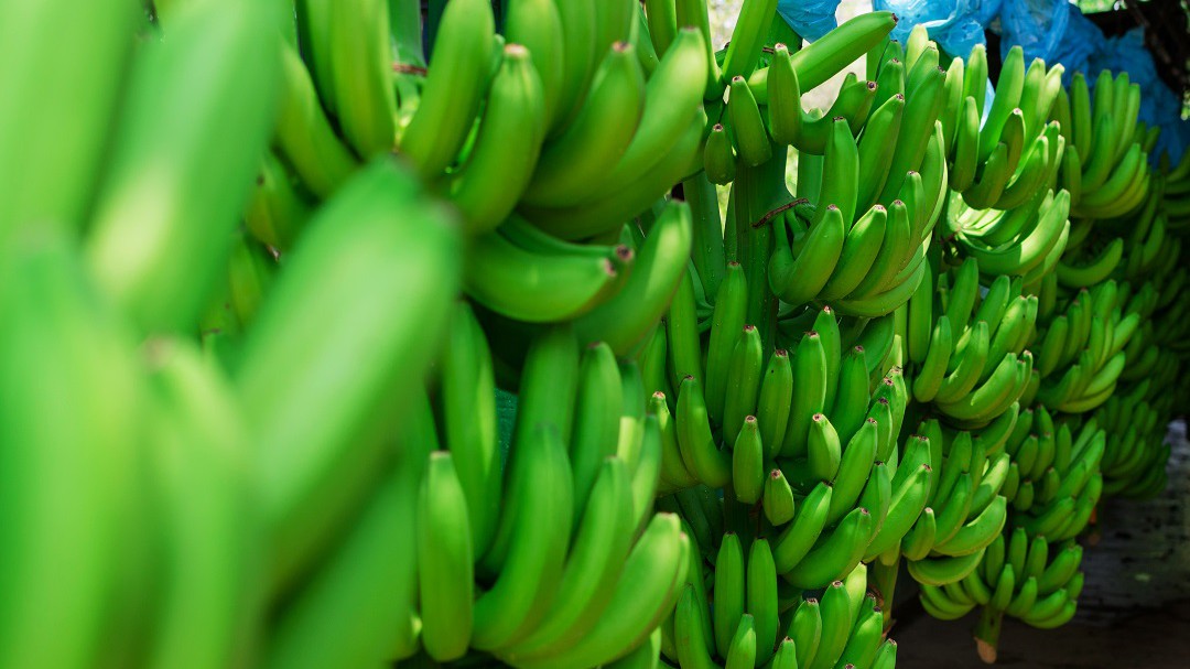 Agrosavia comprometido con la seguridad alimentaria del Caribe colombiano